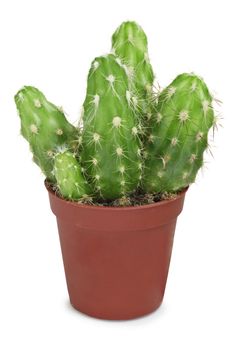 Group of cacti in a small pot isolated on a white background