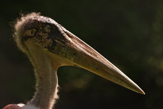 The Marabou Stork has a strange head and beak