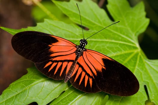 Tropical butterfly lives from Mexico until Brasil