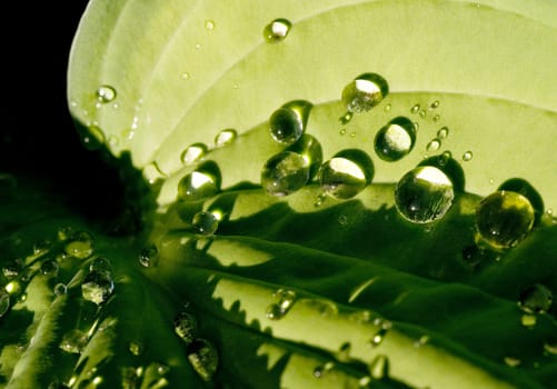 Hosta leaf in sunshine after the rain 