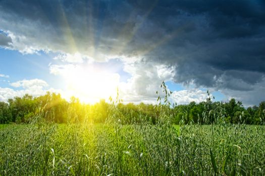 Summer grain growing in a farm field