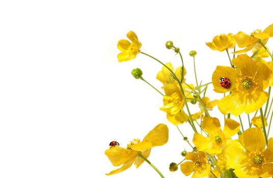 Yellow buttercups with ladybug on white background