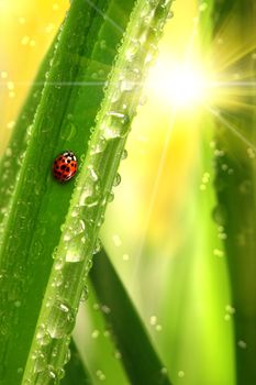 Ladybug climbing a leaf with fresh morning dew