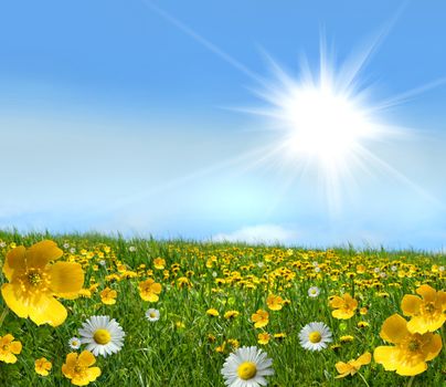 Field full of wild flowers on a summer day