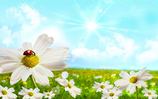 Large shasta daisies in field with clouds and sky