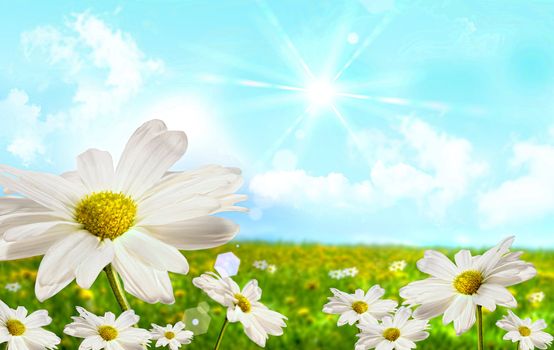Large shasta daisies in field with clouds and sky