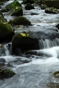 Mountain wood stream in forest