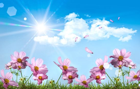 Pink cosmos against a blue summer sky