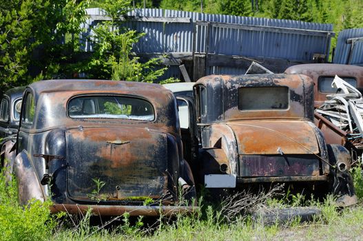 Rusted abandoned antique cars in a junkyard
