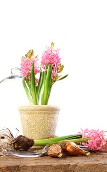 Pink hyacinth plants with bulbs on rusric table