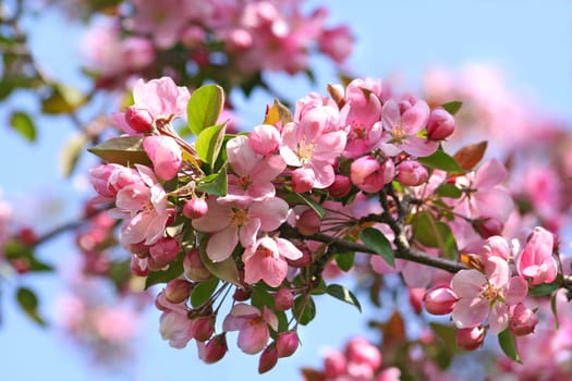 Pink apple blossoms against a blue sky