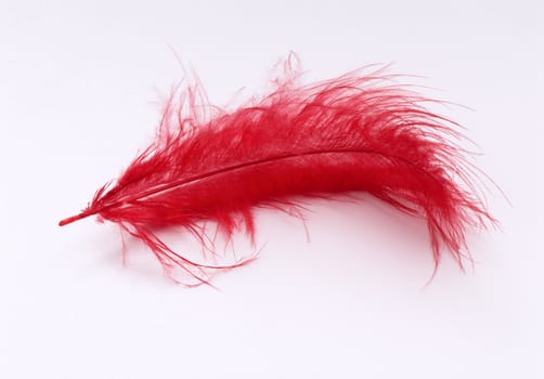 Red feather on the white background.