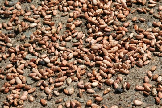 Lots of raw cocoa beans drying in the sun.
