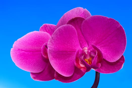 Flower of a purple orchid. A close up.
