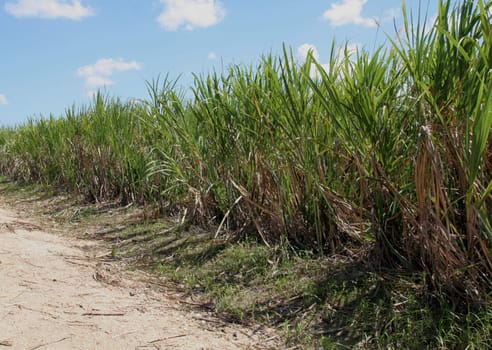 Sugar cane fields in the Dominican Republic.
