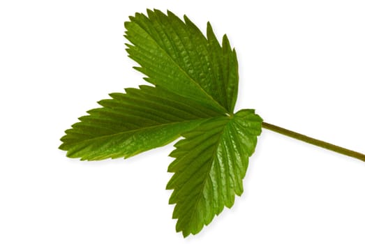 Leaf of wild strawberry on a white background. A close up.