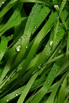 The green grass covered by morning dew