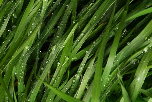 The green grass covered by morning dew