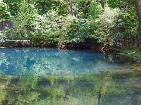 Tree reflection in water