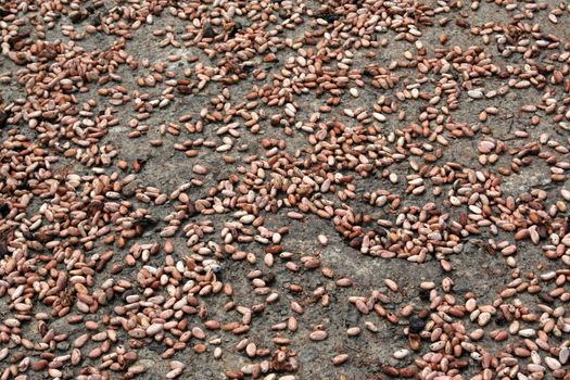 Lots of raw cocoa beans drying in the sun.
