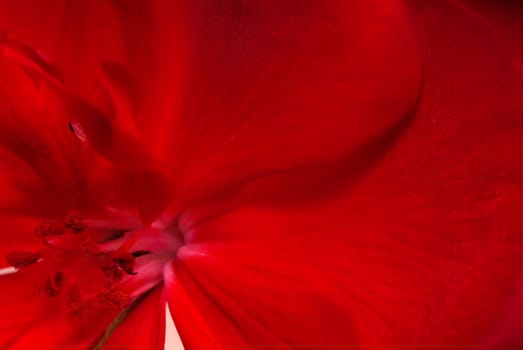 Flower of a geranium photographed close up