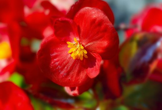 Summer blossoming flower. Close up.