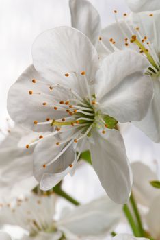 Flower of a cherry photographed close up