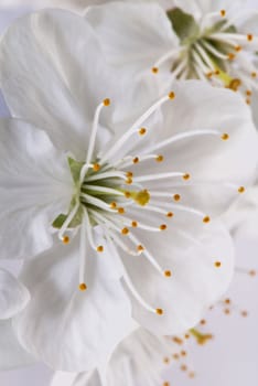 Flower of a cherry photographed close up