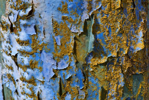 Wall with the peeled off plaster and sprinkled by seeds of a tree.