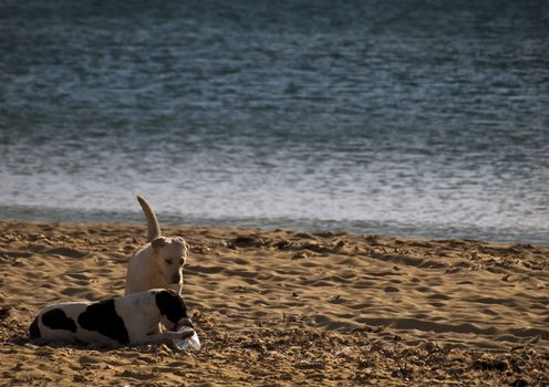 Two dogs playing about on a beach in Malta