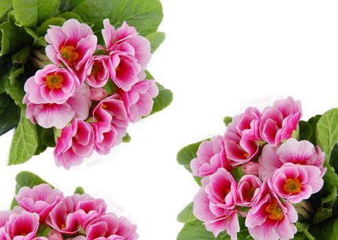 pink spring flowers frame isolated over white