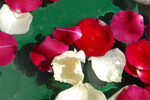white and red rose petals floating in water over green background