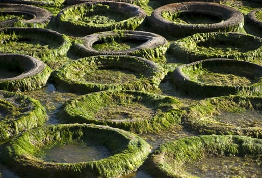 Abstract image showing old tyres covered in algae and seaweed