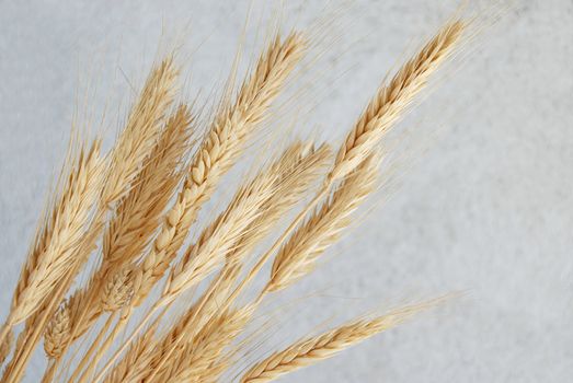 yellow dry wheat ears over gray background