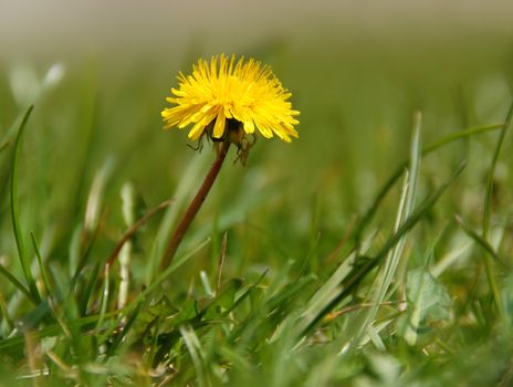 first small yellow single dandelion in green grass