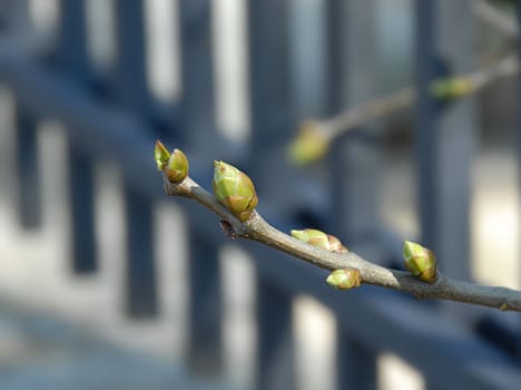 branch with green spring buds of lilac closeup