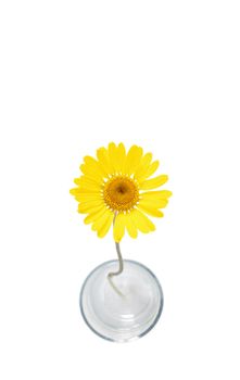 An image of a beautiful yellow flower on white background