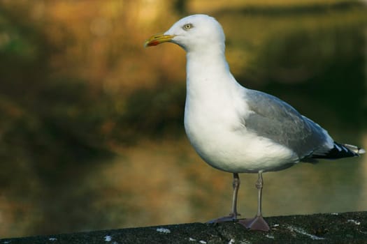 Herring gull in winter sun with colorful background