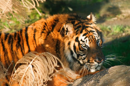 Tiger with warm colors on fur in late afternoon winter sun 