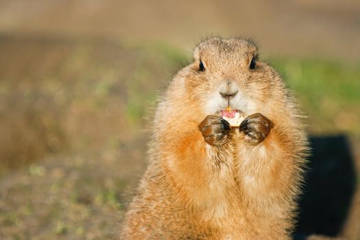 Prairiedog in the sun eating some fruit