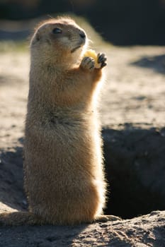 Prairiedog standing and eating 