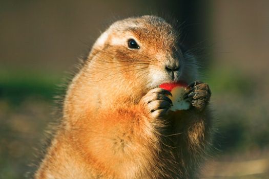 Prairiedog eating piece of apple sitting in the sun