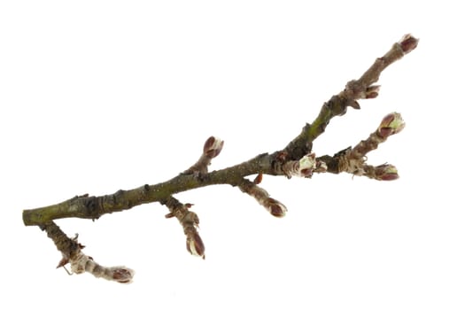 branch of apple tree with buds in springtime isolated on white