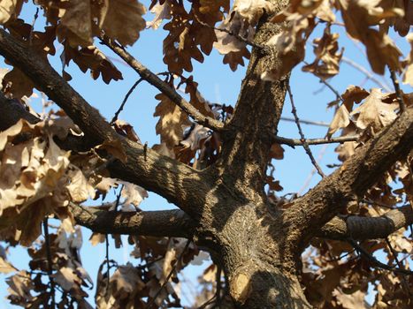 Perspective view of an oak tree from below, in Autumn
