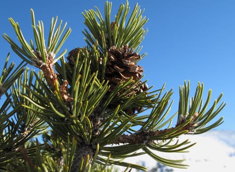 Pine tree branch with cones               