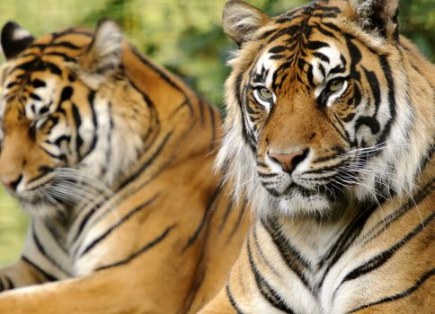 Closeup of Sumatran Tiger (Panthera tigris sumatrae)