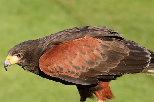 Close up of Harris Hawk (Parabuteo Unicintus)