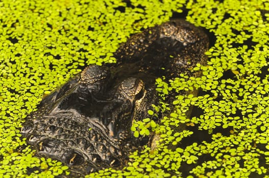 Close up of an Alligator (alligator mississippiensis)