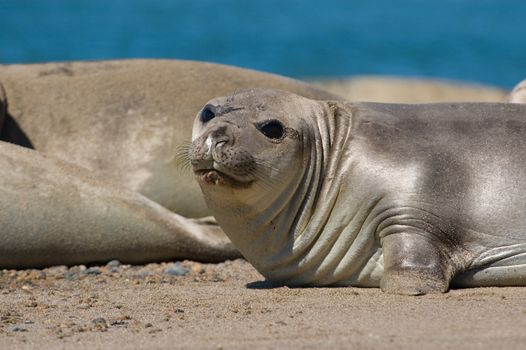 Elephant seal in the coast of Peninsula Valdes, Patagonia, Argentina.
