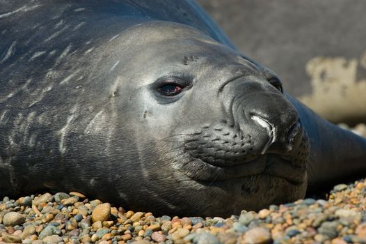 Elephant seal in the coast of Peninsula Valdes, Patagonia, Argentina.